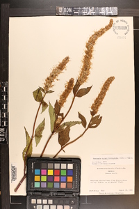 Agastache scrophulariifolia image