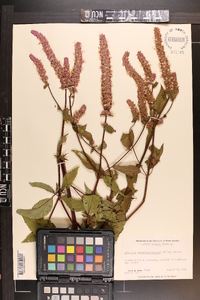 Agastache scrophulariifolia image