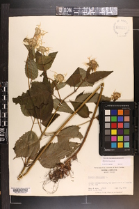 Monarda clinopodia image