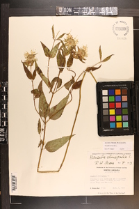 Monarda clinopodia image