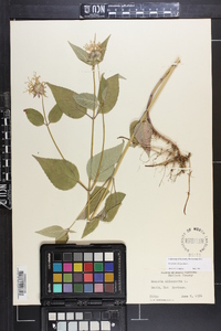 Monarda clinopodia image