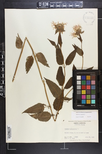 Monarda clinopodia image