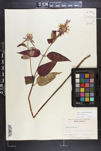 Monarda clinopodia image