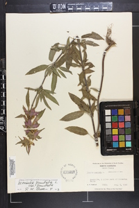 Monarda punctata image