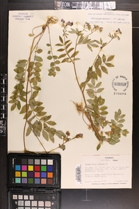 Polemonium reptans image