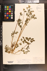 Polemonium reptans image