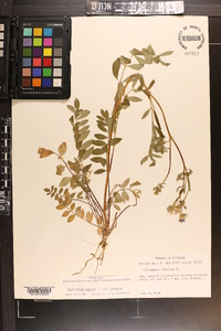 Polemonium reptans image