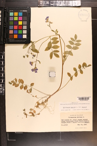 Polemonium reptans image