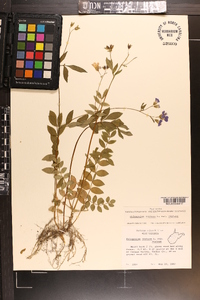 Polemonium reptans image