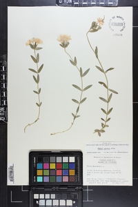 Phlox amoena image