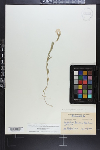 Phlox amoena image