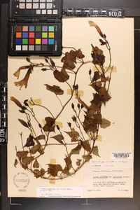 Ipomoea pandurata image