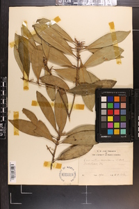 Osmanthus americanus image