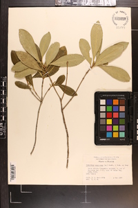 Osmanthus americana image