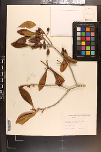 Osmanthus americanus image