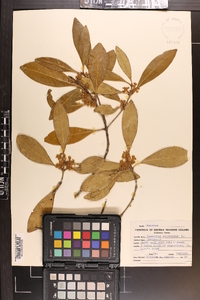 Osmanthus americanus image