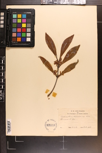 Osmanthus americanus image