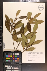 Osmanthus americana image