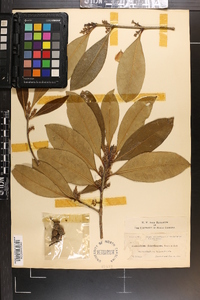 Osmanthus americanus image