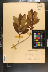 Osmanthus americana image