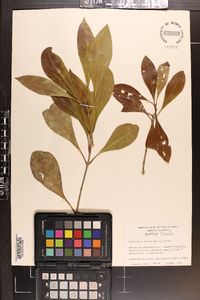 Osmanthus americana image