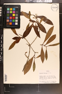 Osmanthus americana image