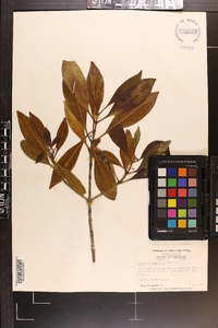 Osmanthus americana image