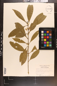 Osmanthus americana image