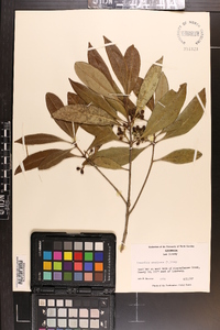 Osmanthus americana image