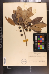 Osmanthus americanus image