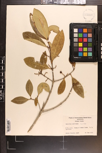 Osmanthus americana image