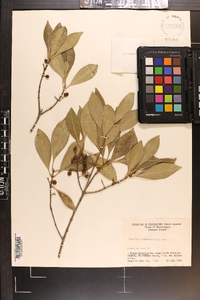 Osmanthus americanus image