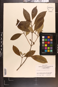 Osmanthus americanus image