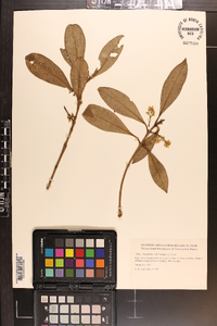 Osmanthus americanus image