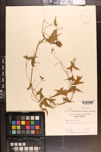 Ipomoea sagittata image