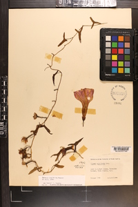 Ipomoea sagittata image