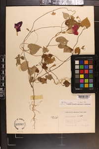 Ipomoea purpurea image