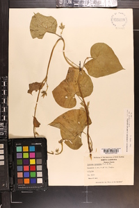 Ipomoea purpurea image