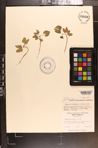 Ipomoea purpurea image