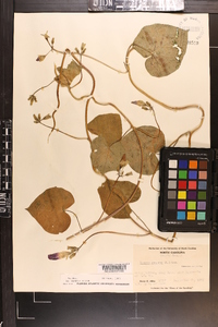 Ipomoea purpurea image