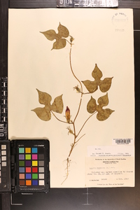 Ipomoea hederacea image