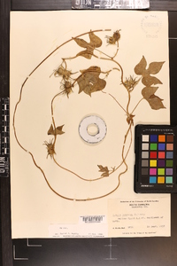 Ipomoea hederacea image