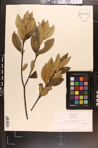 Osmanthus americanus image