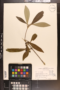 Osmanthus americanus image