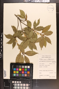 Osmanthus ilicifolius image