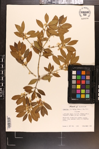 Osmanthus ilicifolius image