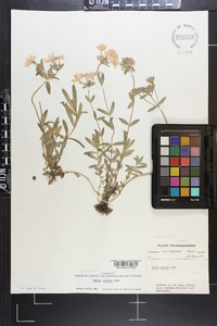 Phlox amoena image
