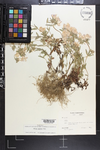 Phlox amoena image