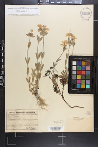 Phlox amoena image