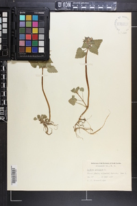 Lamium purpureum image